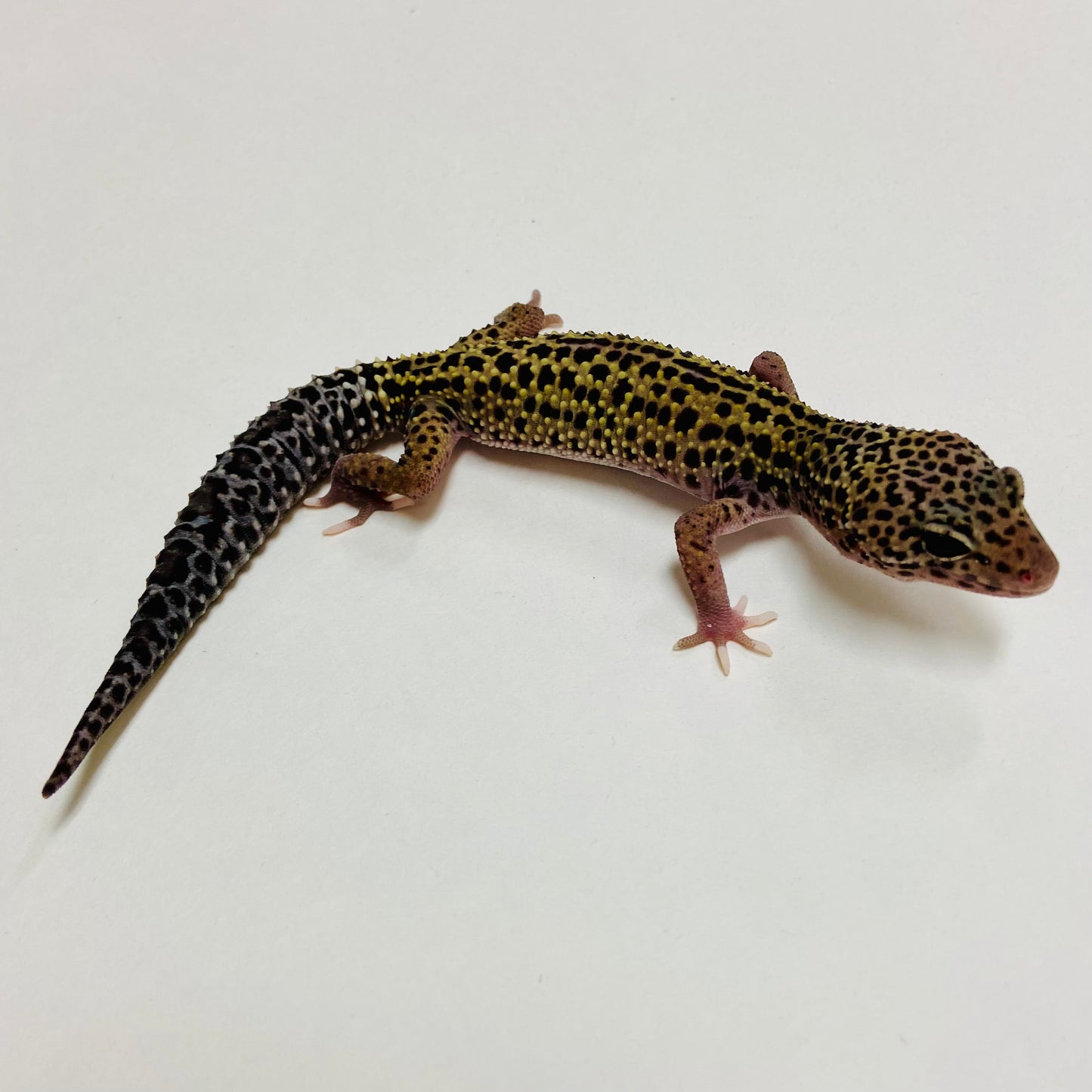 Dark Mack Snow Reverse Stripe Eclipse Leopard Gecko Male C-B3-71224-1