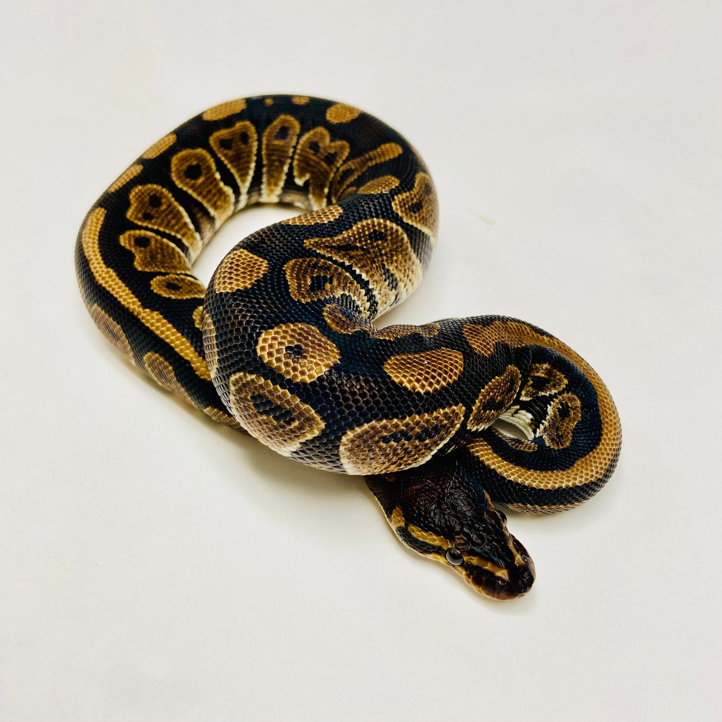 Mahogany Ball Python- Male #2023M04