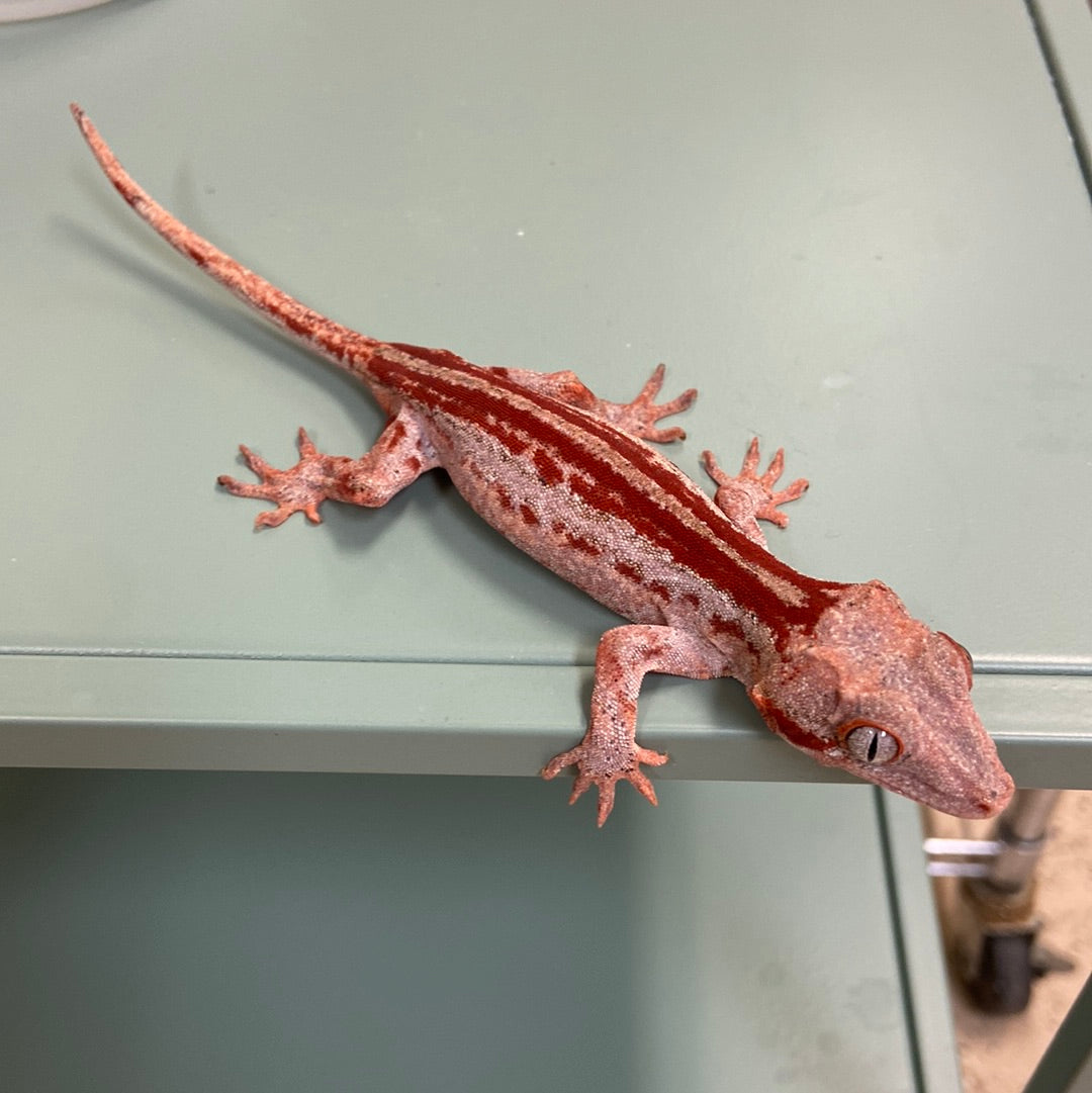 Red Stripe Gargoyle Gecko- Prob Female #RBM01