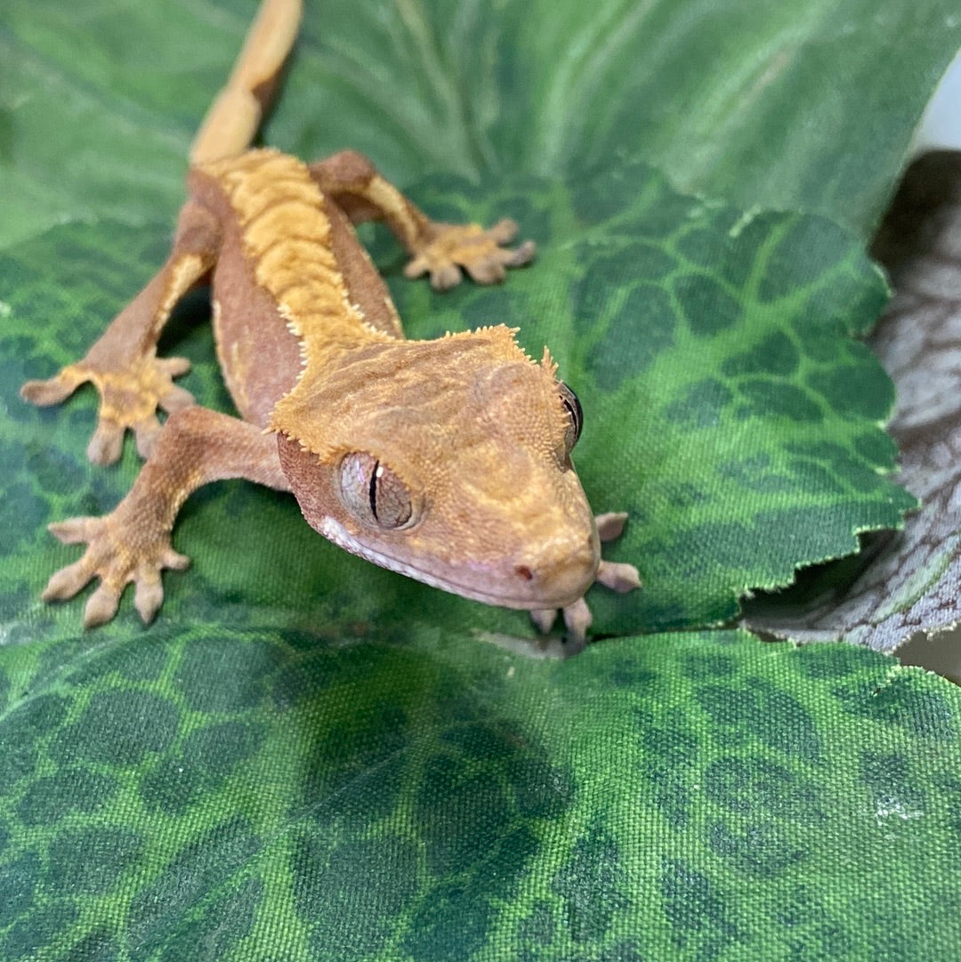 Red Tri Color Crested Gecko #CGG211