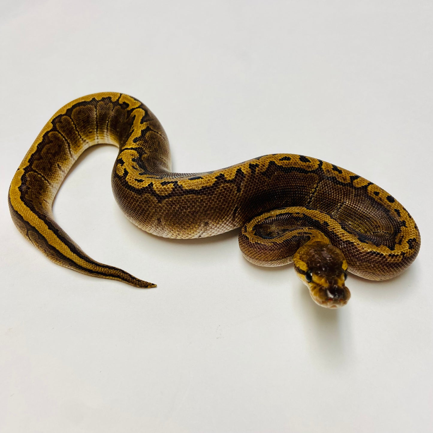 Pinstripe GHI Ball Python- Female #2023F01