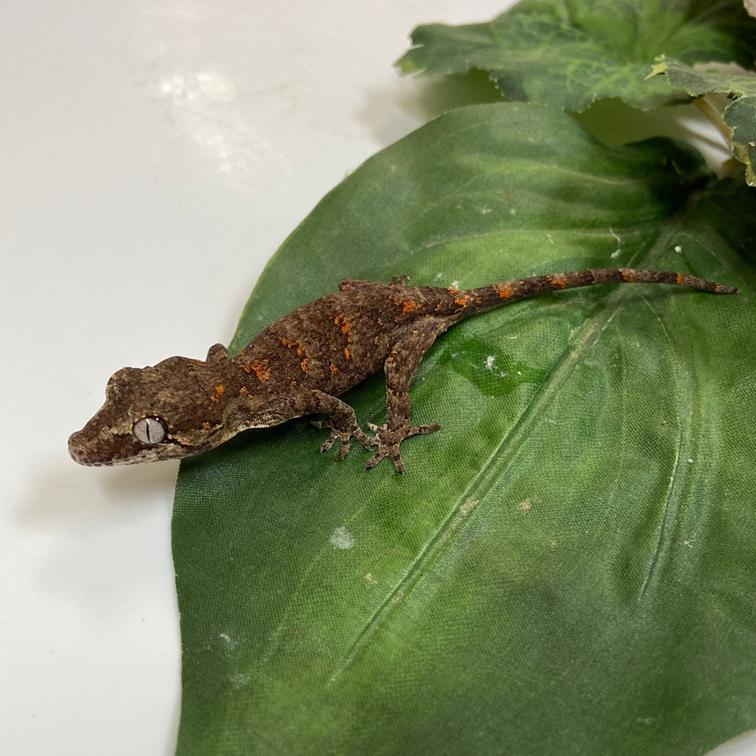 Banded Orange Blotched Reticulated Gargoyle Gecko- 2023 Unsexed #SL302