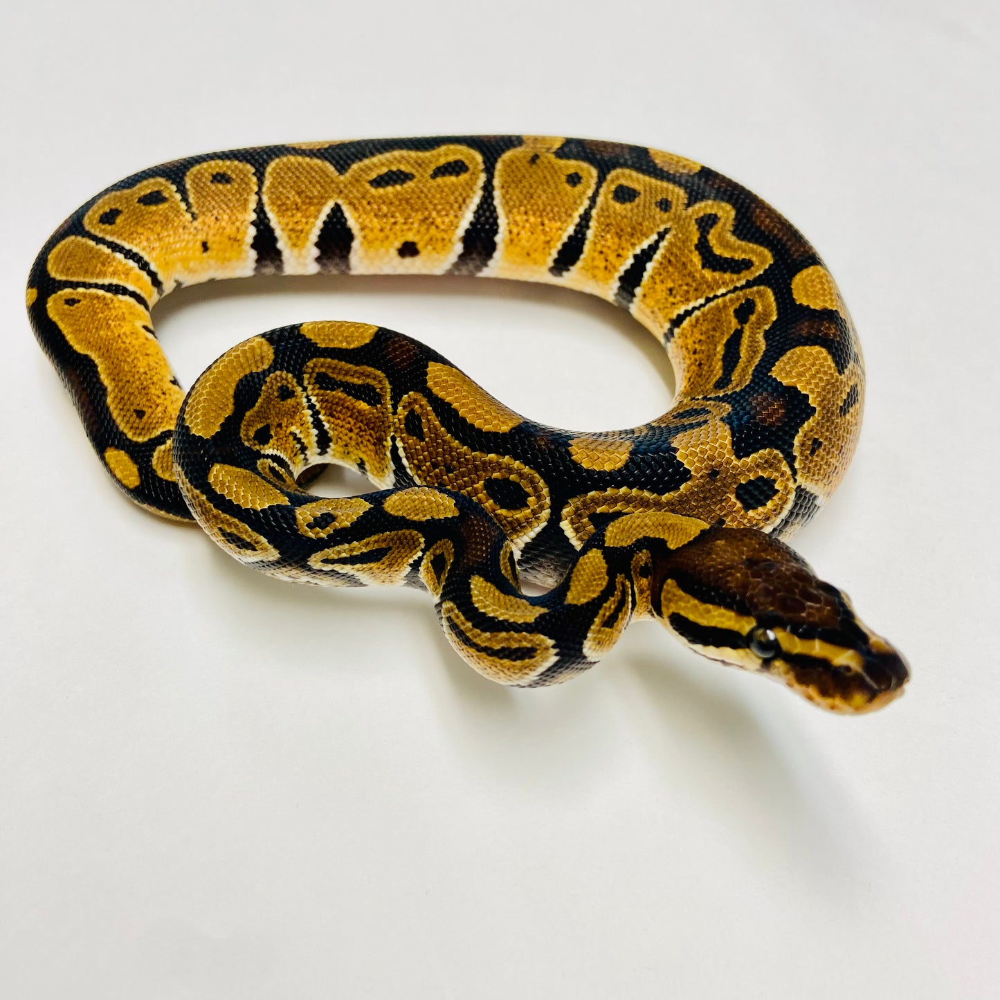 Dbl Het Albino Clown Ball Python- Male #2023M02
