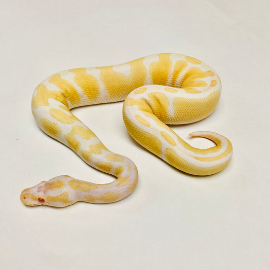 Albino Het Pied Ball Python- Male #2023M01