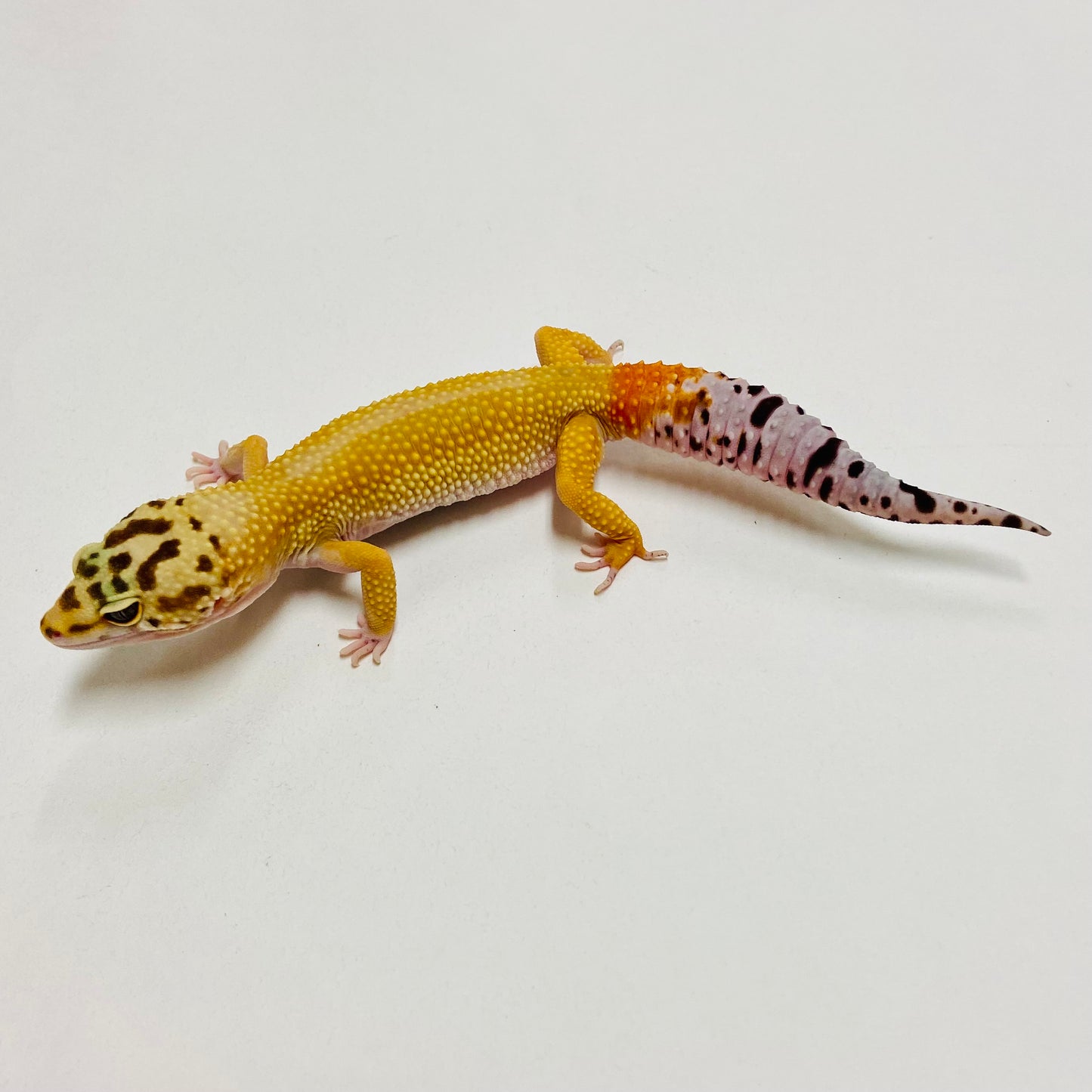 Hypo Tangerine Carrot Tail W/Y Leopard Gecko Male C-C11-71123-1