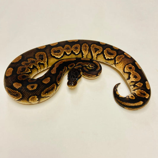 Cinnamon Ball Python- Female #2023F01