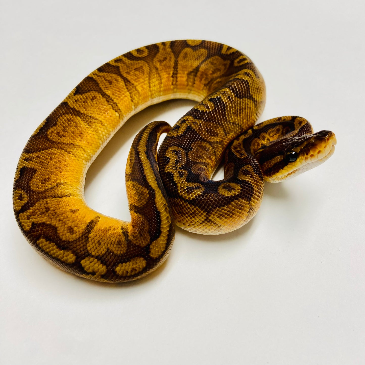 Sunset Ball Python - Male #2023M01