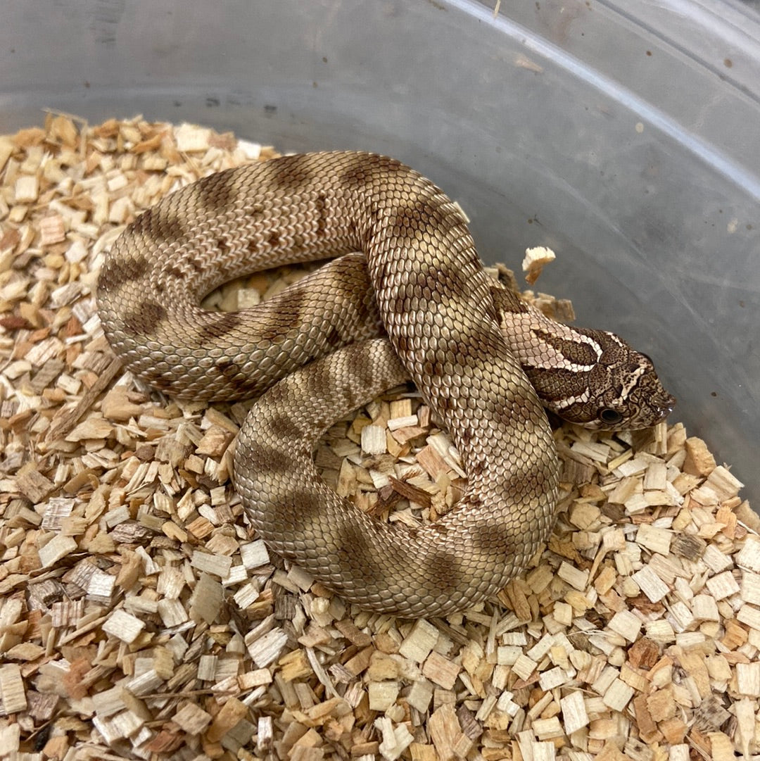 Anaconda Het Albino Pos Het Snow Western Hognose #2023F02