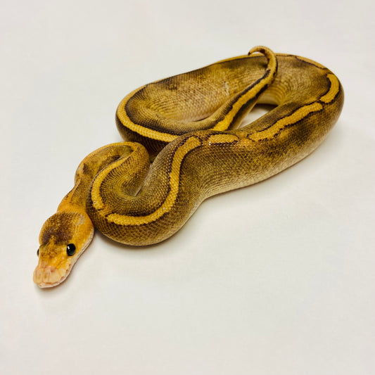 Champagne Het Ghost Ball Python- Male #2023M02