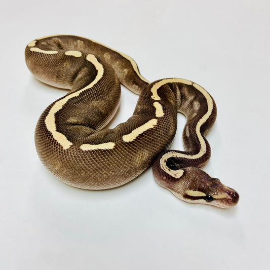 GHI Mojave Ball Python- Female #2023F01