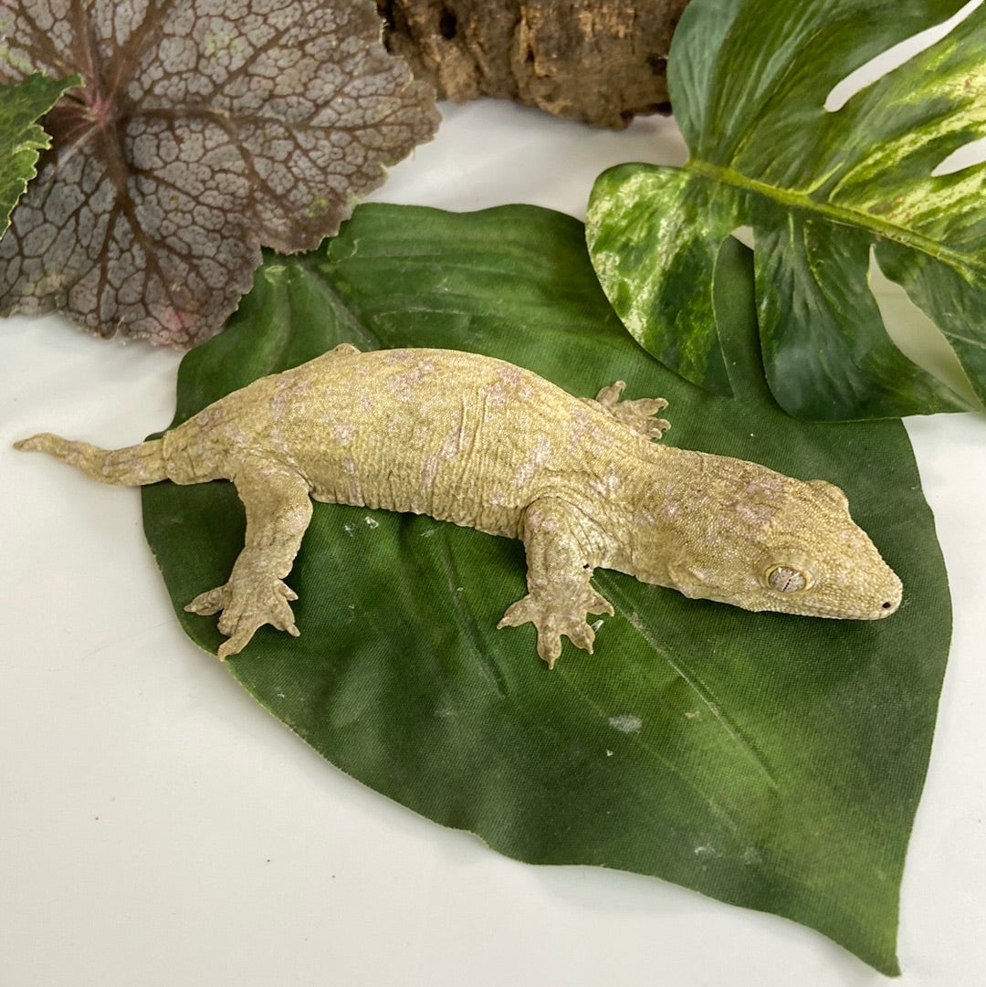 Pine Isle x Nuu Ami / Brosse Leachianus Gecko- Pos Female #FS6-82423