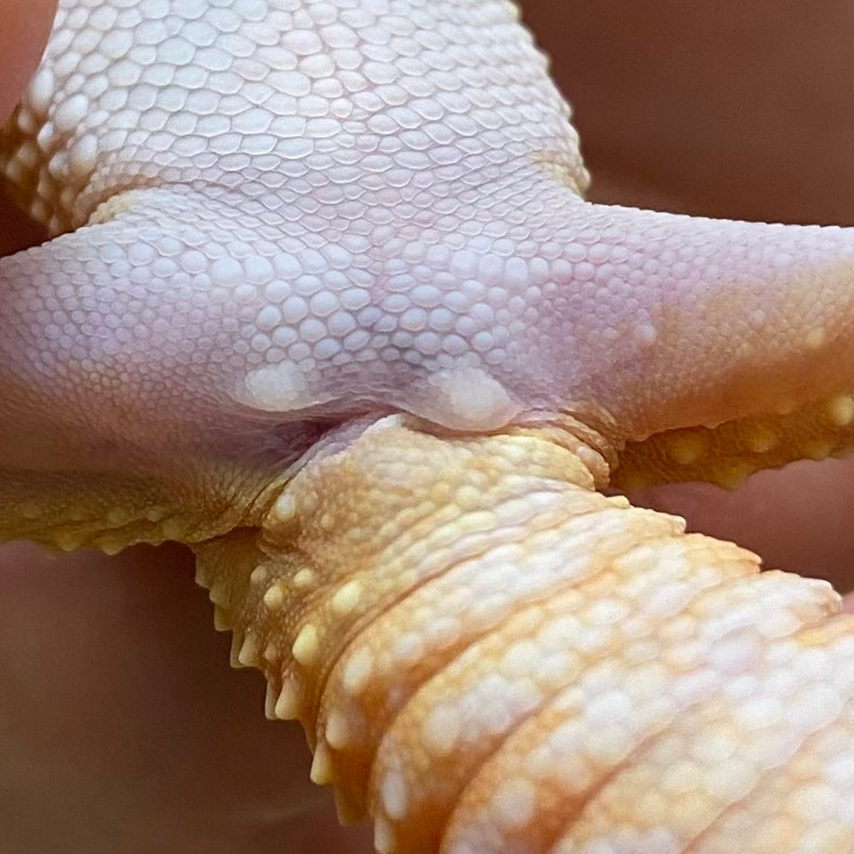 Raptor Leopard Gecko- Female #C-C7-70822-1