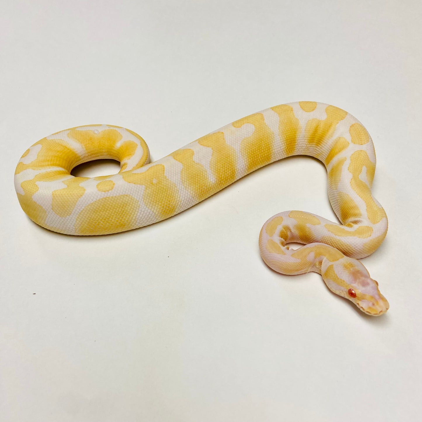 Albino Het Pied Ball Python- Female #2023F01