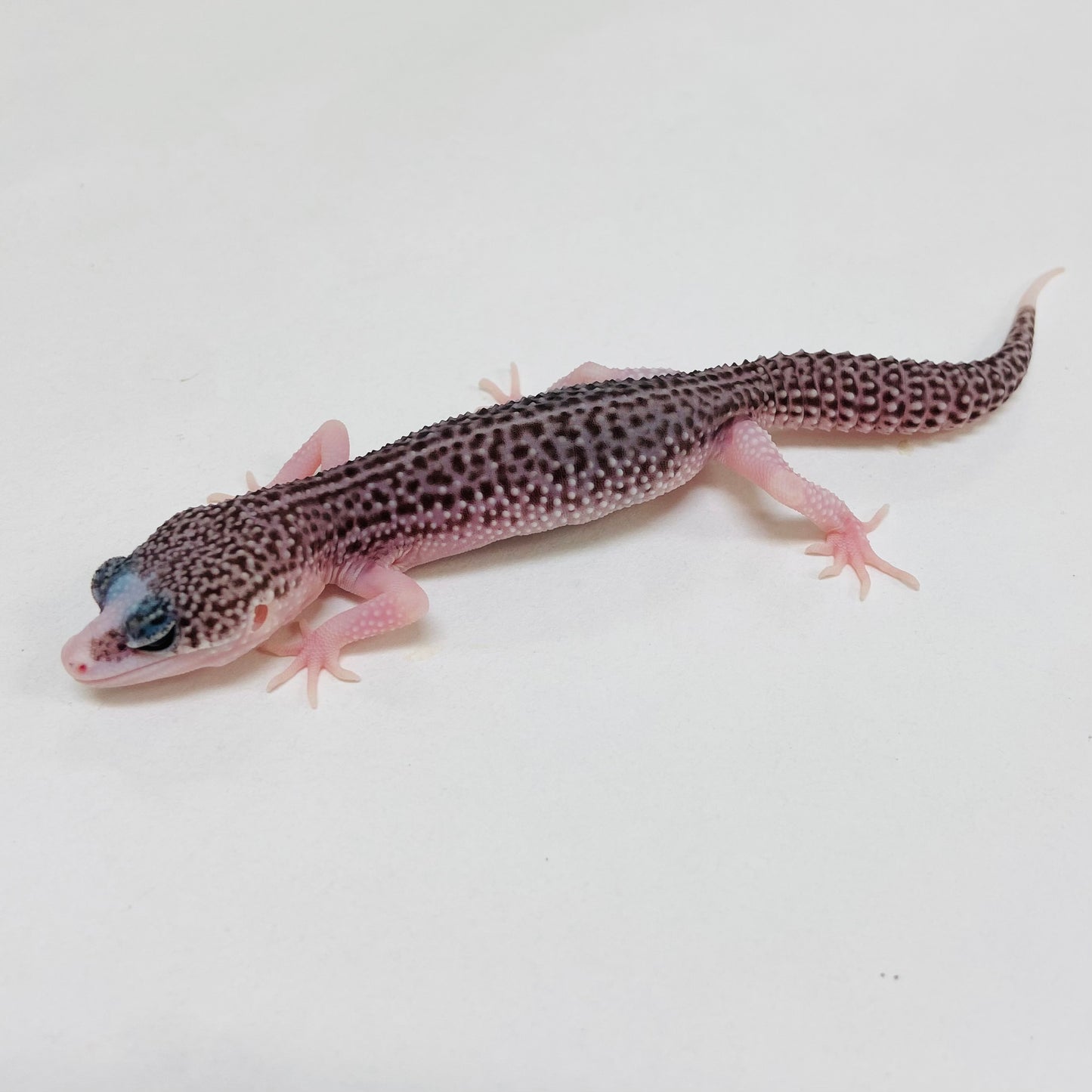 Pied Galaxy Pos Het Tremper Leopard Gecko- Pos Male #D-C7-61723-1
