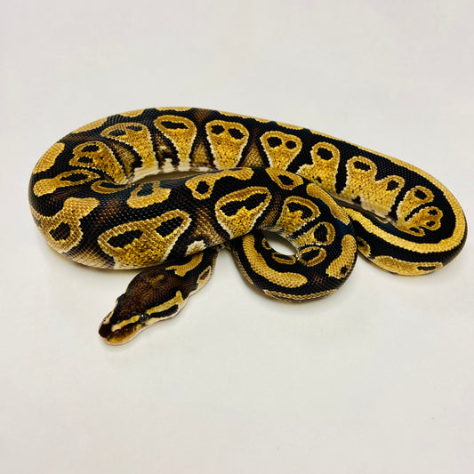 YellowBelly Ball Python Female- #2023F03