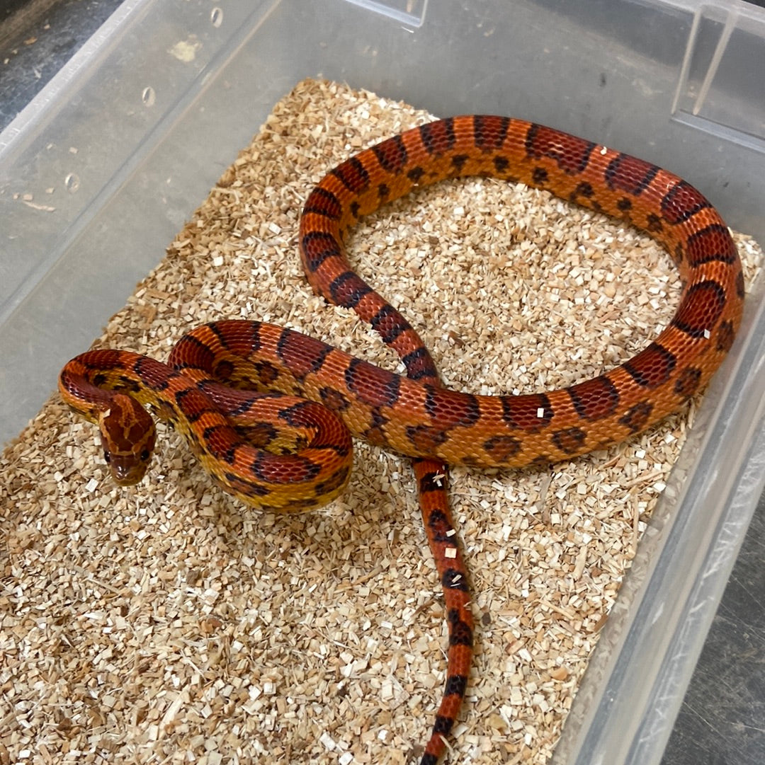 Okeetee Het Scaleless Cornsnakes 2020-SA Female F02