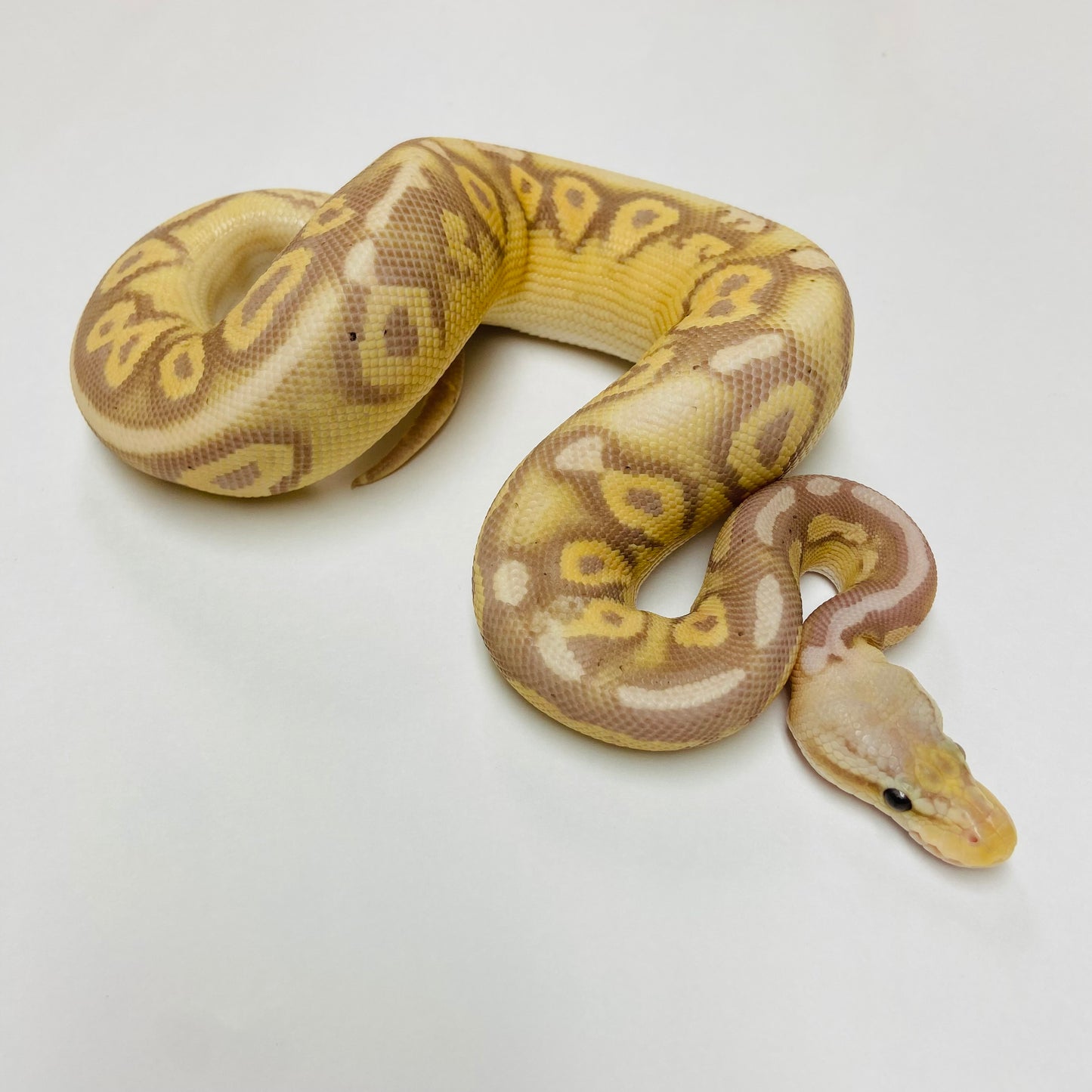 Banana Cinnamon Super Chocolate Ball Python- Female #2023F01