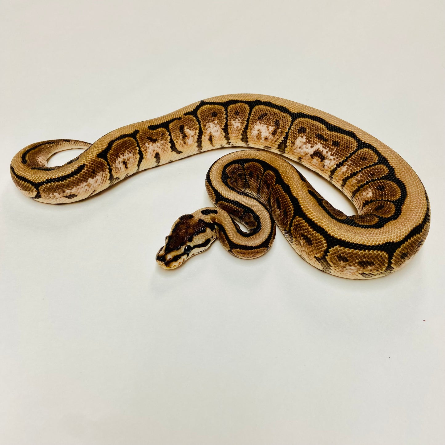 Lesser Spinner Ball Python- Female #2023F01