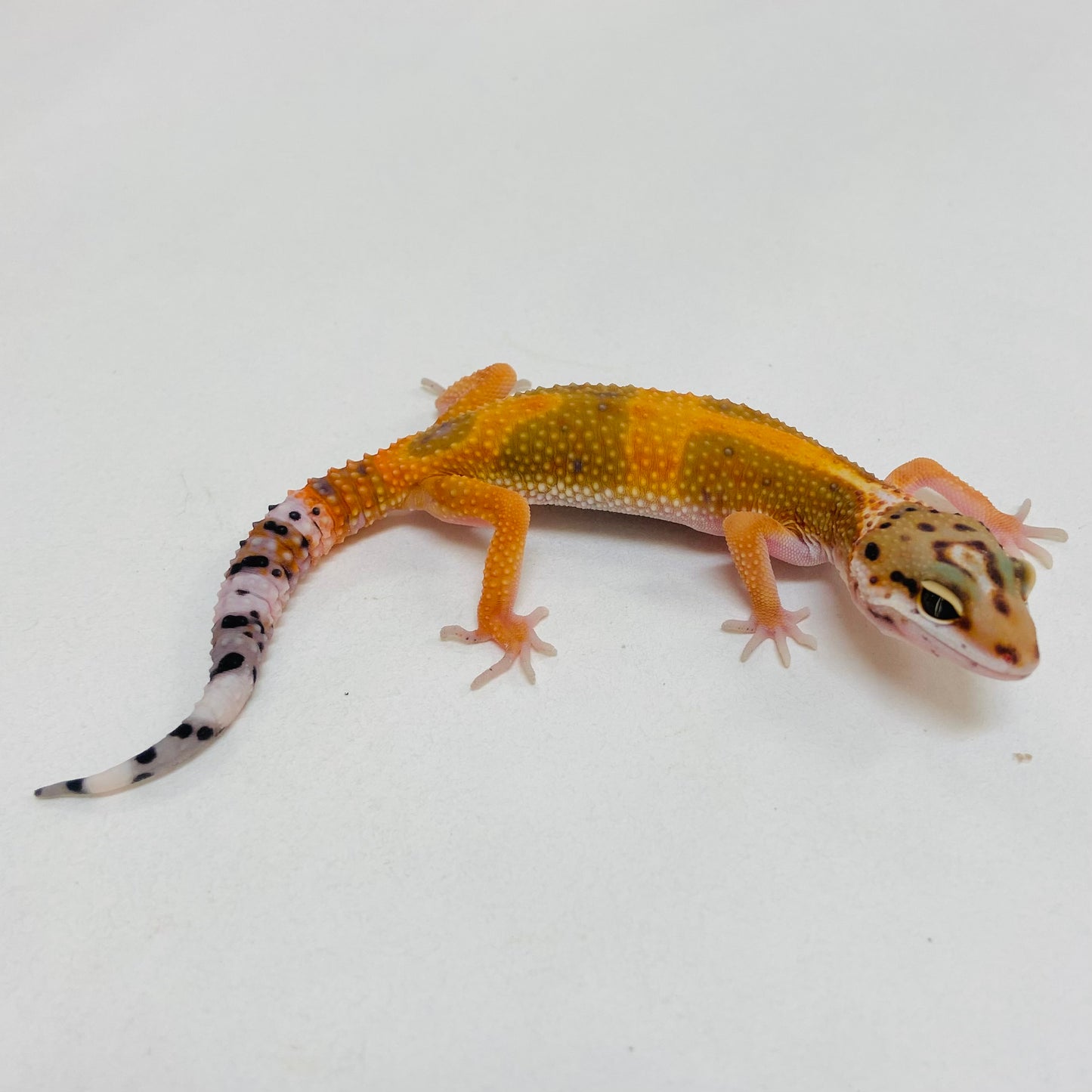 Hypo Tangerine Carrot Tail Leopard Gecko- Pos Female #D-B2-61723-1