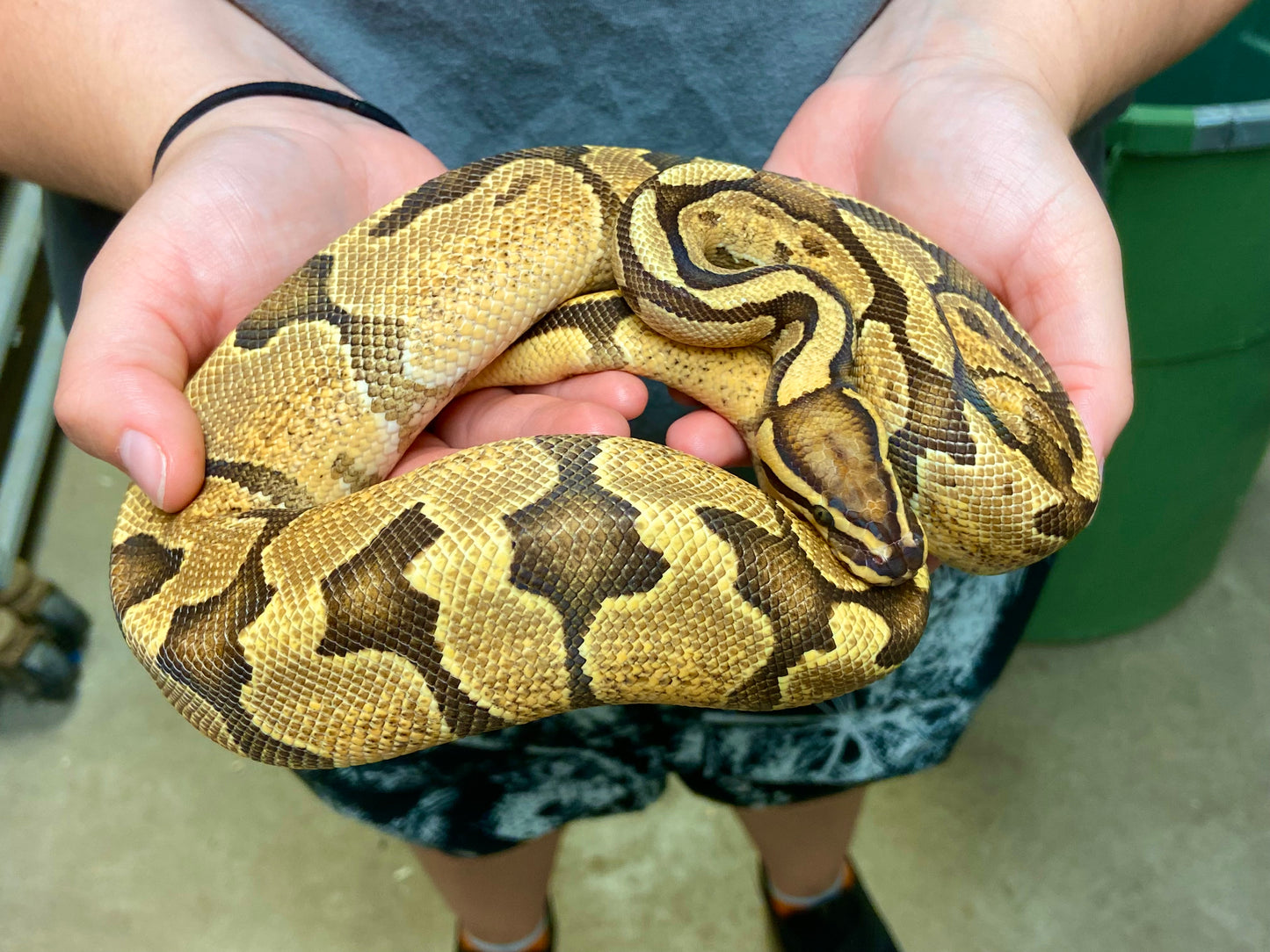 Orange Dream Yellowbelly Fire Ball Python - Male #2022M01