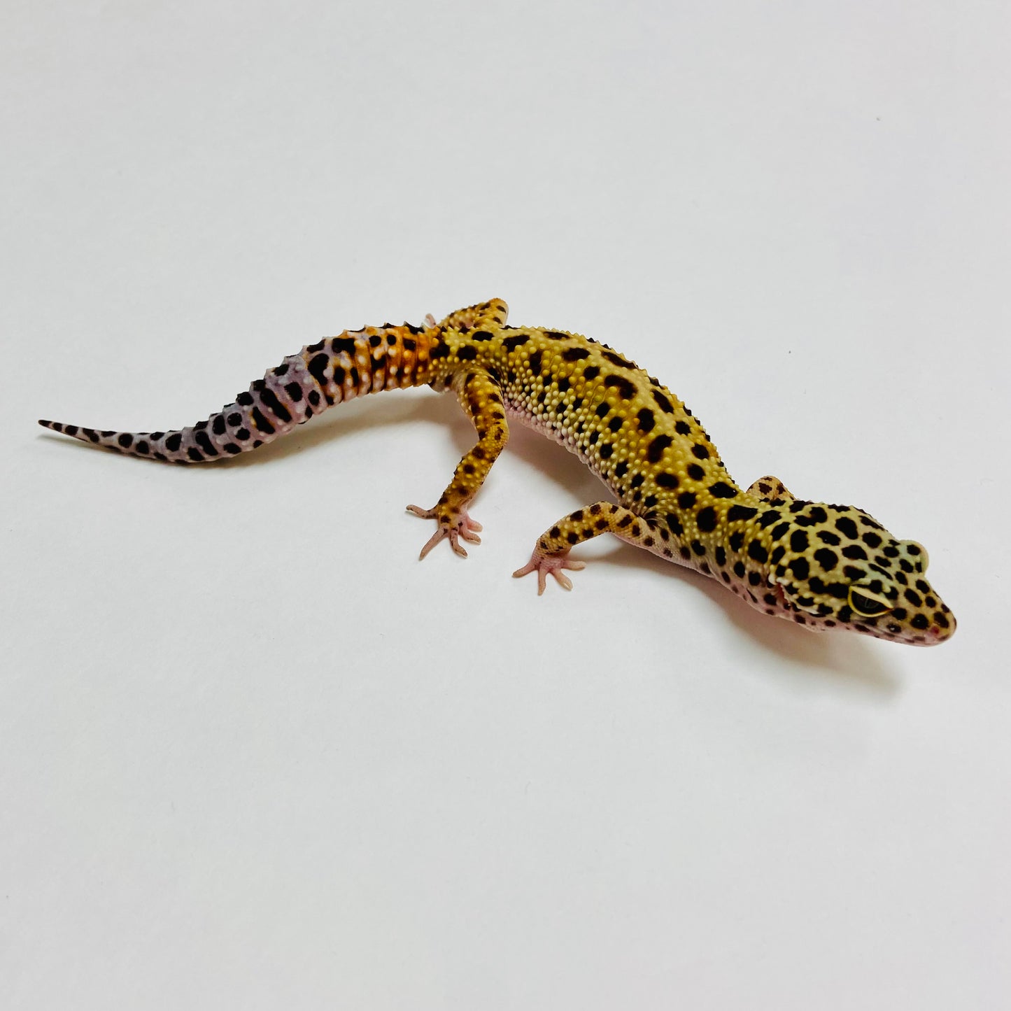 Normal Leopard Gecko Male A-C5-60323-1