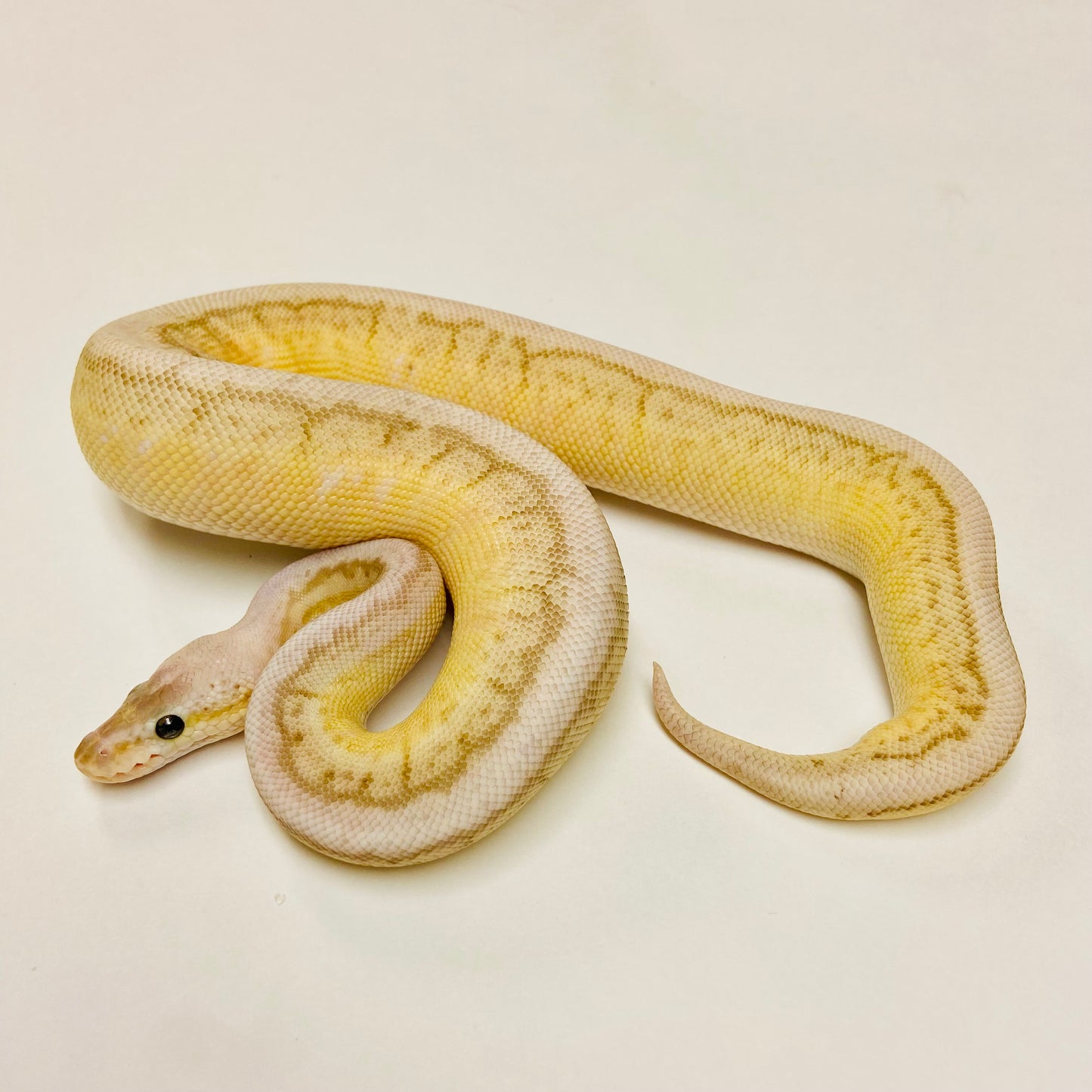 Lesser Spinner Cypress Ball Python- Female #2023F01