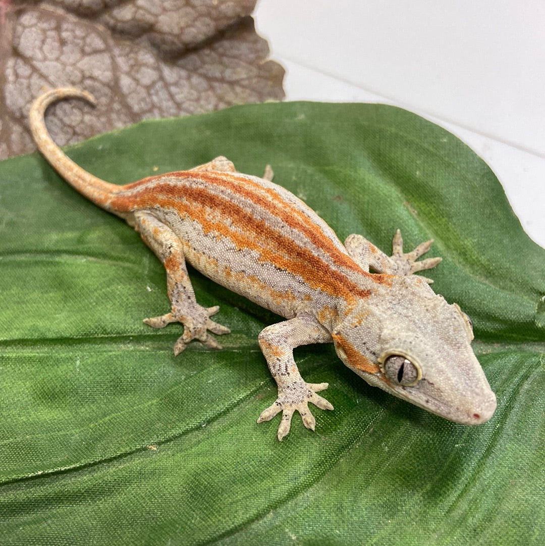 Red/Orange Stripe Gargoyle Gecko 2023 Male A402