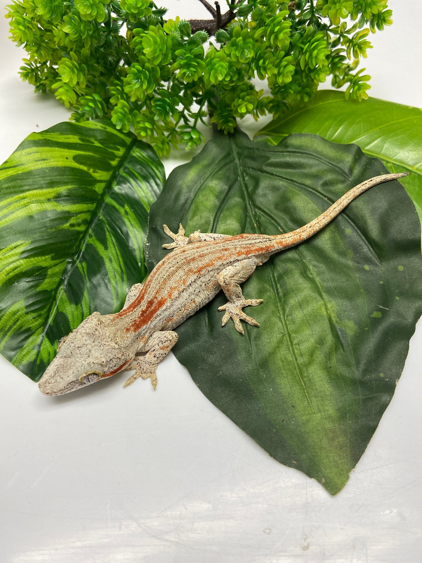 Orange Stripe Gargoyle Gecko 2023 Male A401