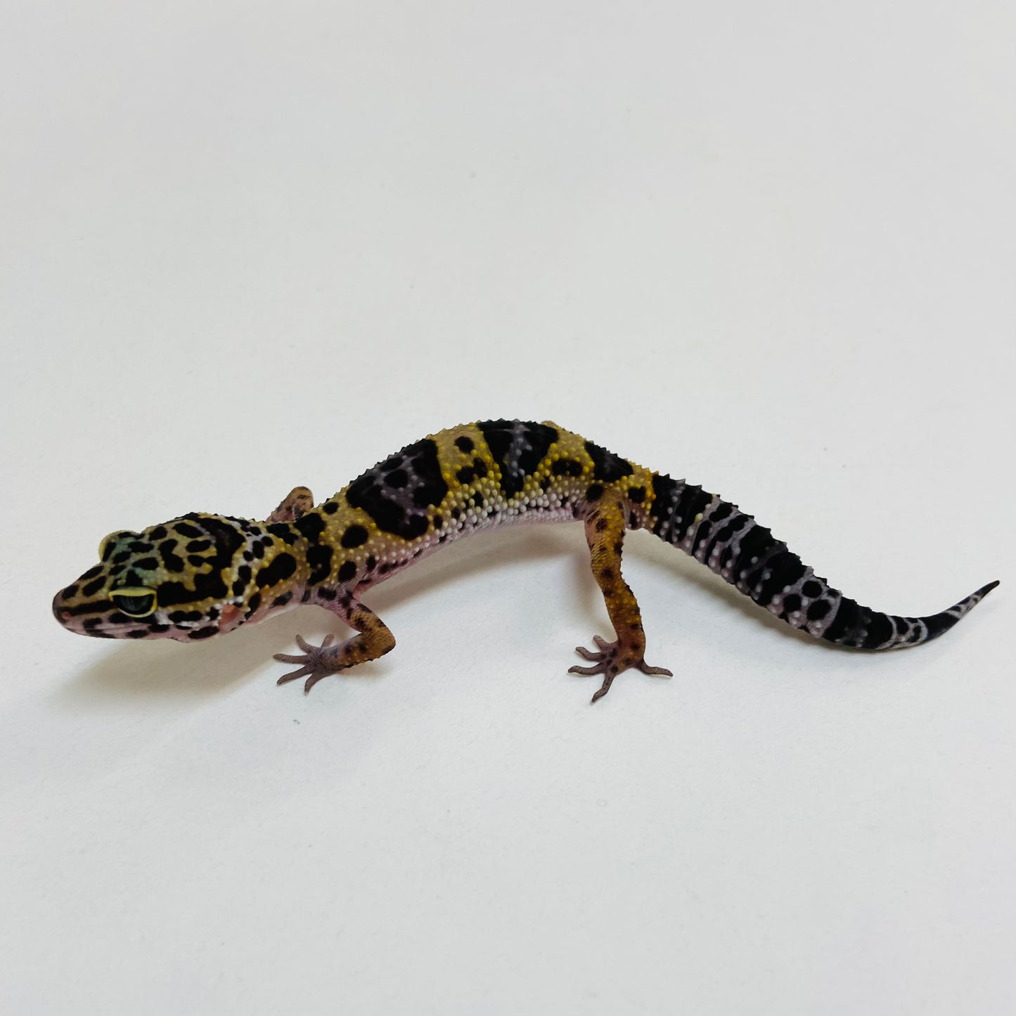 Dark Mack Snow Pos Het Eclipse & Bell Leopard Gecko- Male #D-C6-60723-1