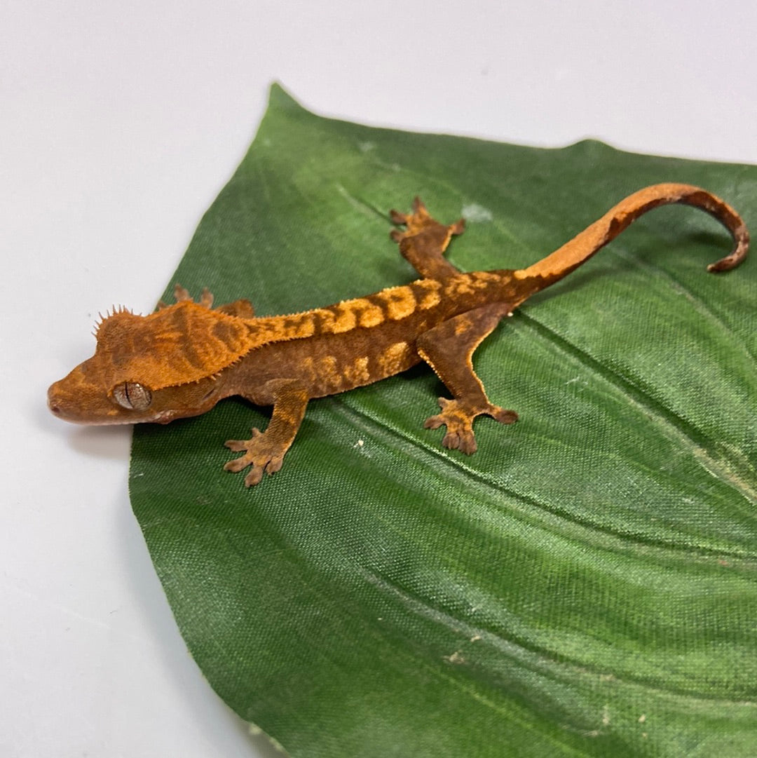 Harlequin Crested Gecko #CGG209