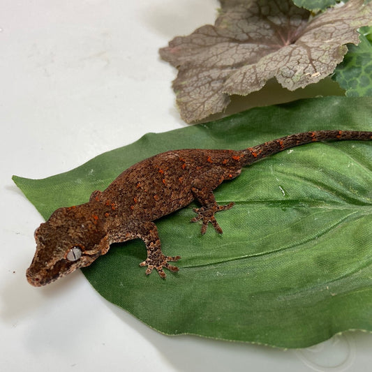 Banded Orange Blotched Reticualted Gargoyle Gecko- 2023 Pos Female #LS301