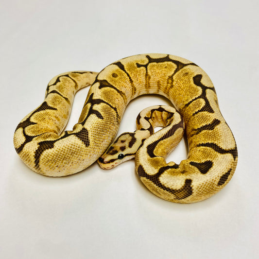 Fire Spider Yellowbelly Ball Python- Female #2023F01