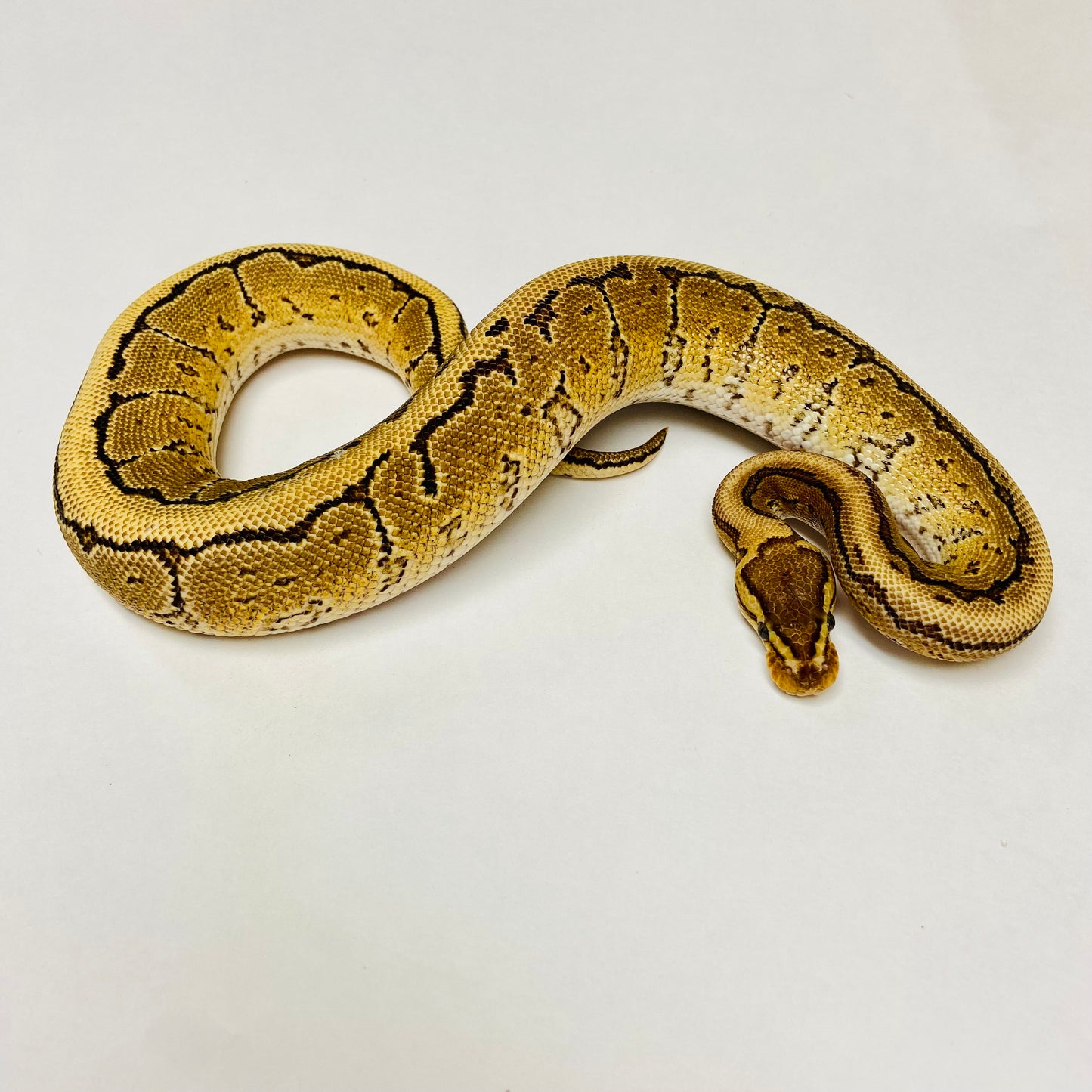 Pinstripe Yellowbelly Ball Python- Male #2023M03