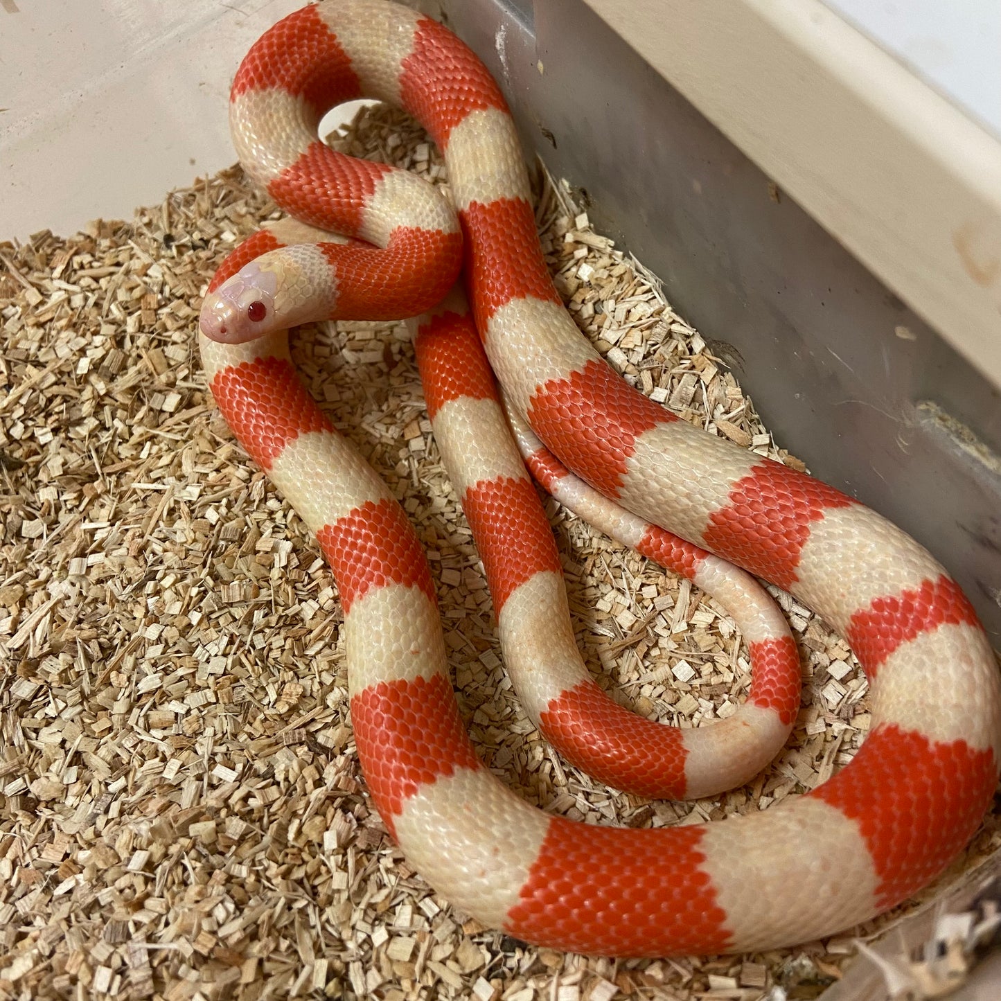 Albino Honduran Milksnake 2022 Female