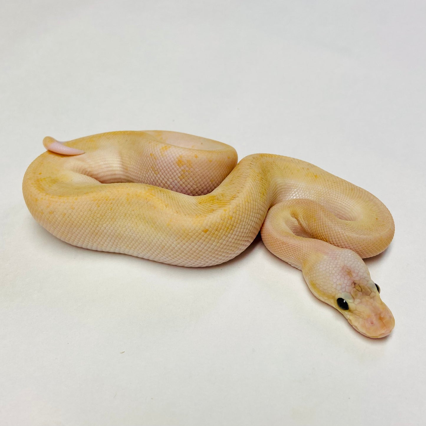 Pastel Fire Champagne Ball Python-Male #2023M01