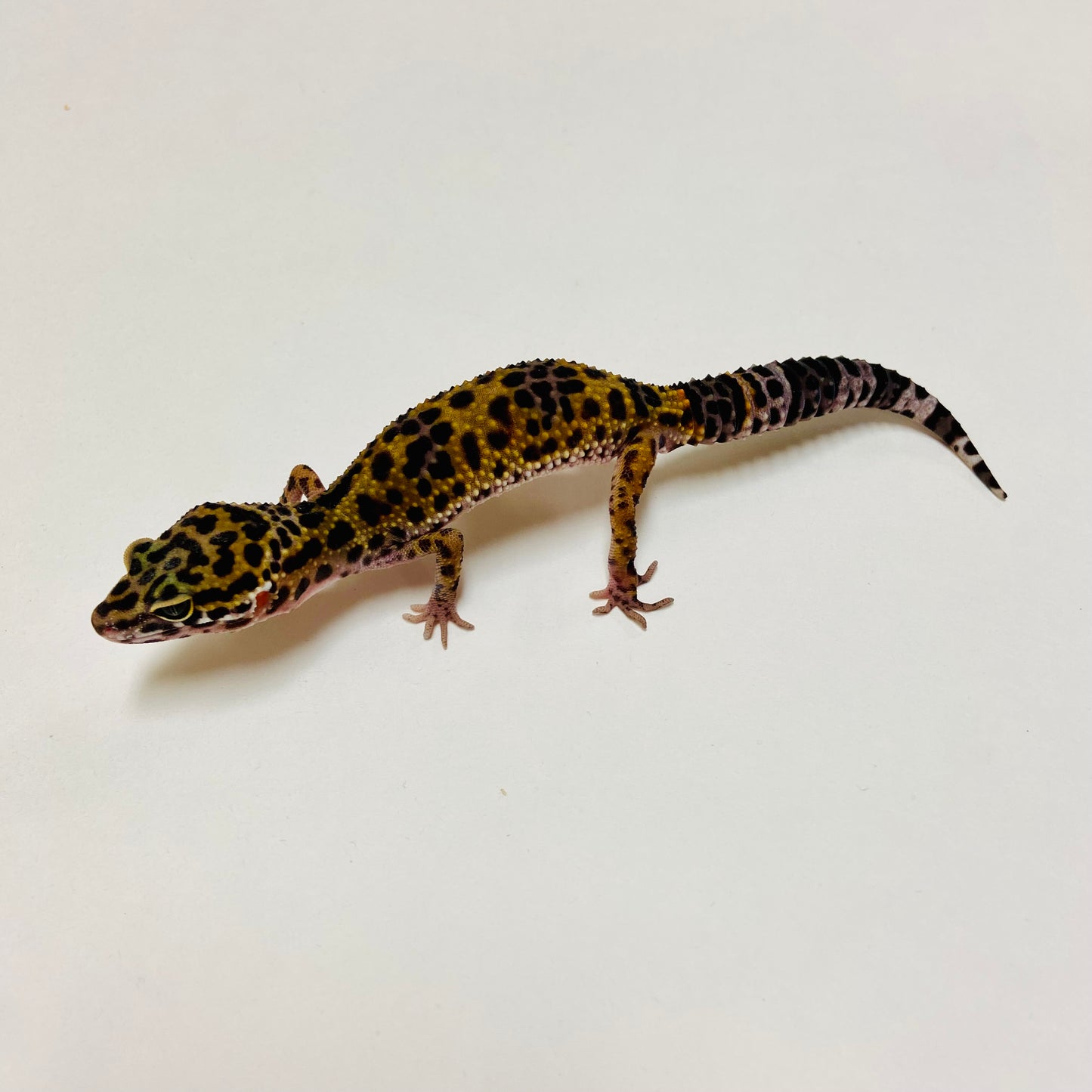 Dark Mack Snow Leopard Gecko Male D-B1-80524-1