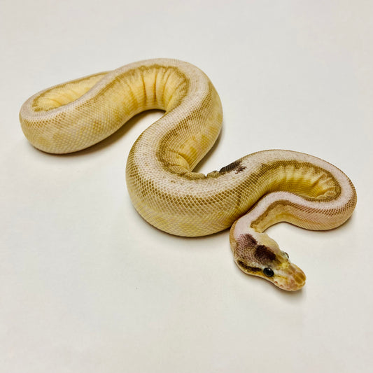 Paradox Pinstripe Lesser Bongo Ball Python- Male #2023M01