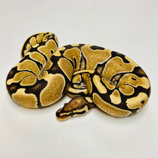Flame / Vanilla Ball Python- Female #2023F01