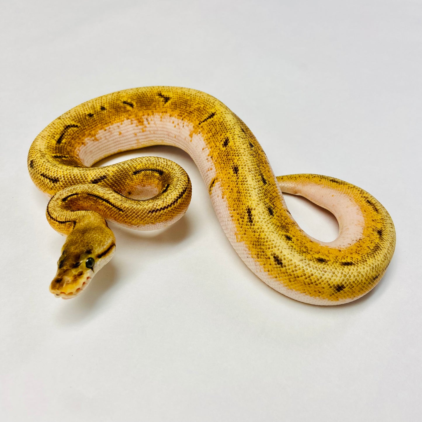Orange Dream Spinner Fire Ball Python- Male #2023M01