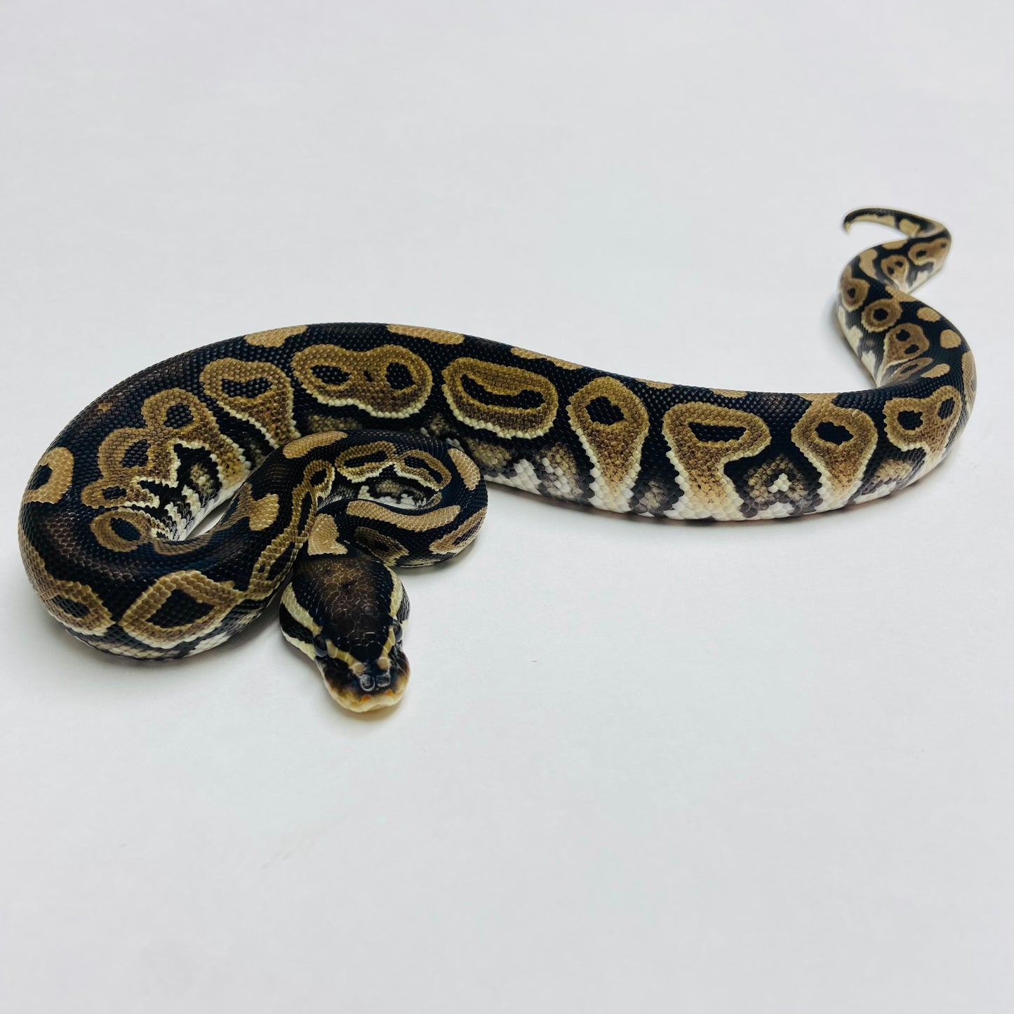Lori Ball Python- Female #2023F02