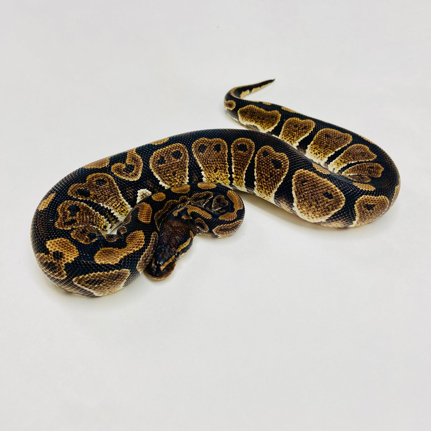 Mahogany Ball Python- Male #2023M05