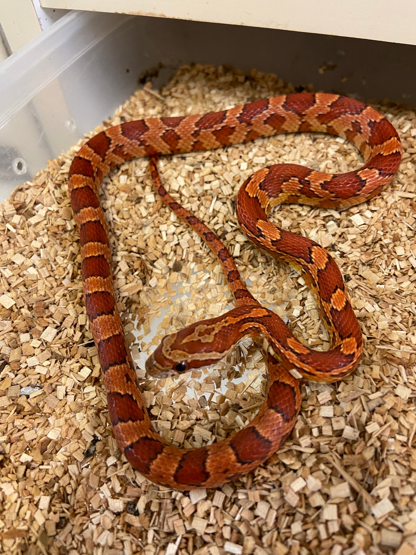 Het Anerythristic Cornsnake 2022 Male M02