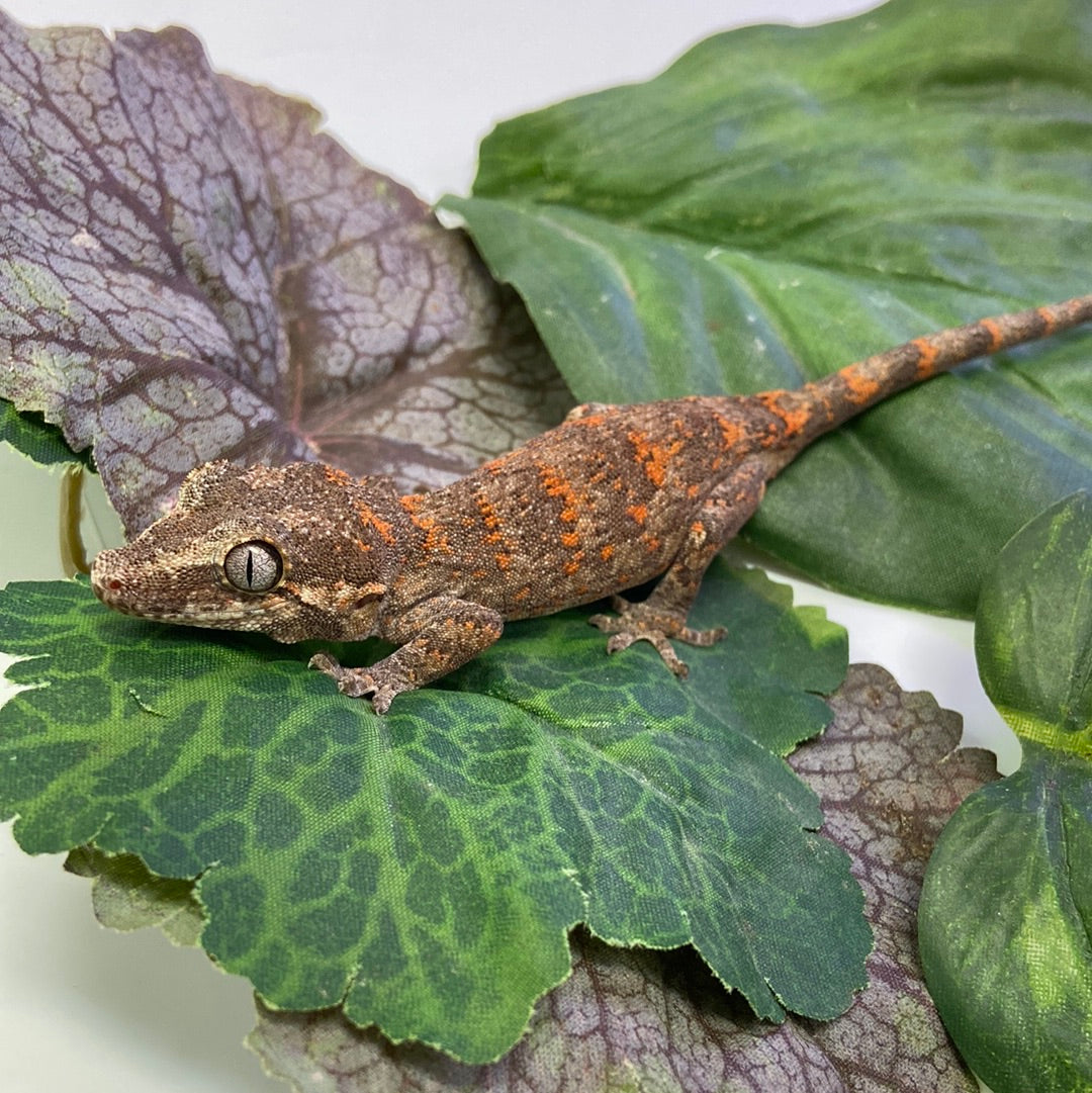 Orange Super Blotched Reticulated Gargoyle Gecko- Pos Female #LS231