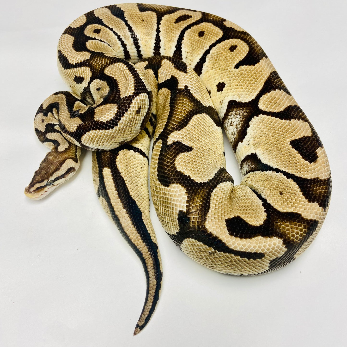 Adult Pastel Ball Python- Female