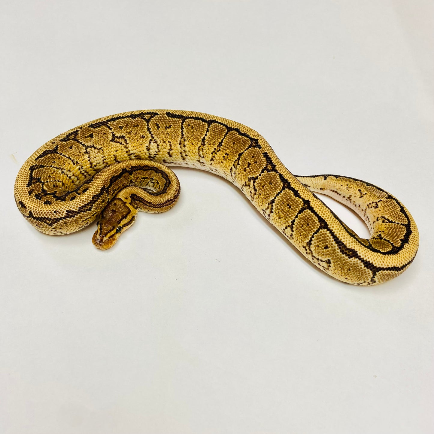 Pinstripe Yellowbelly Ball Python- Male #2023M02