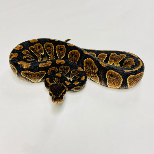 Mahogany Ball Python- Female #2023F03
