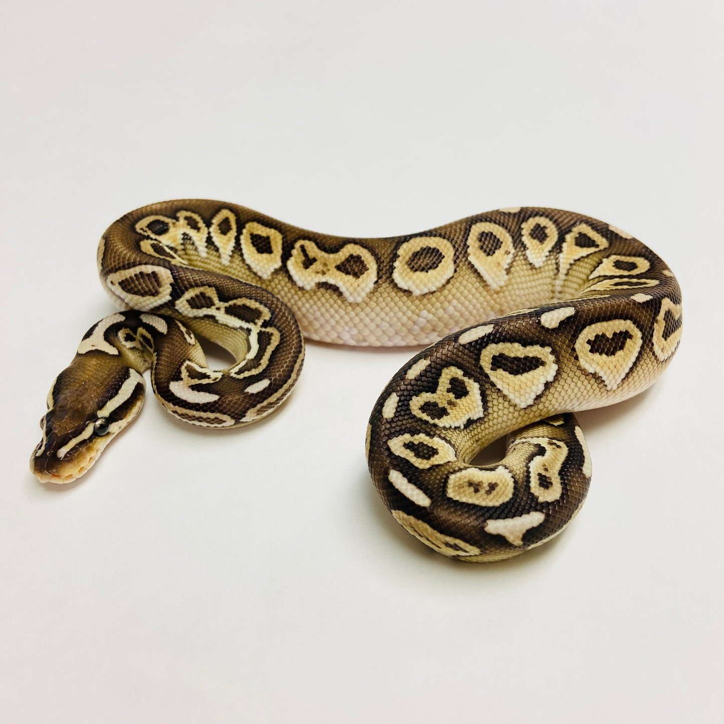 Lori Lesser Ball Python- Male #2023M01