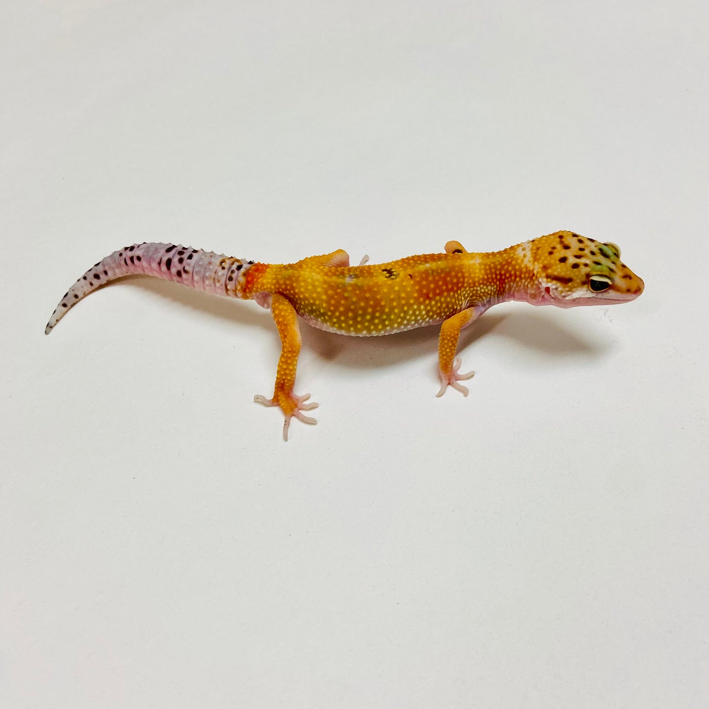 Hypo Tangerine W/Y Leopard Gecko Male E-B7-90324-1