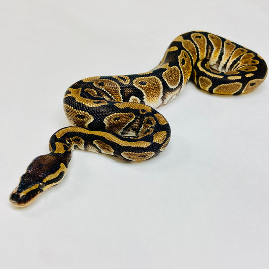 Het Pied Ball Python- Female #2023F01
