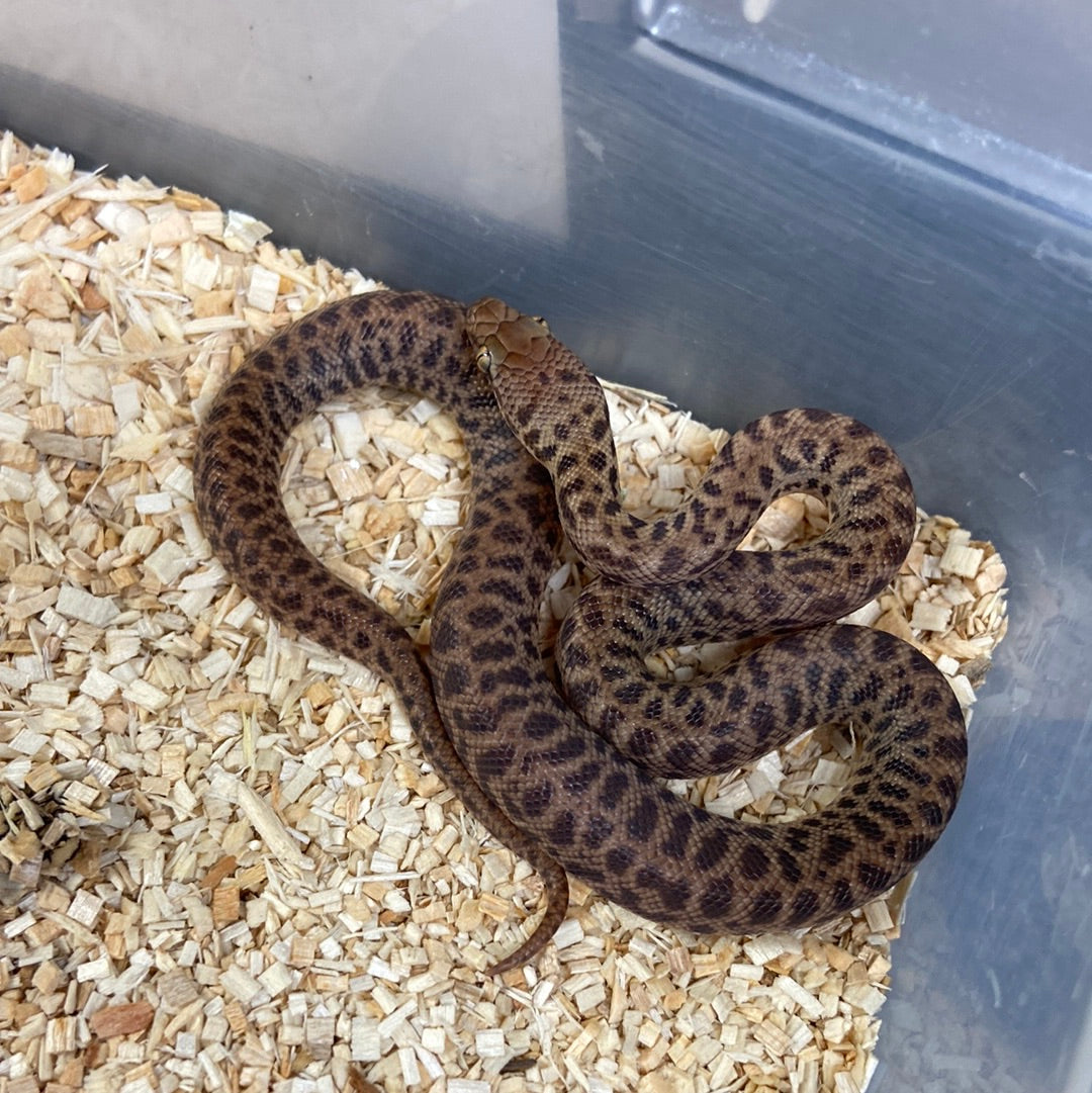 Childrens Python 2023 Female F02